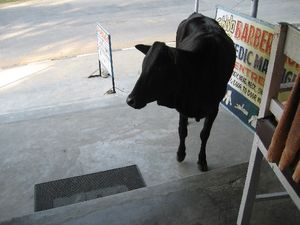 Cow in a barber shop