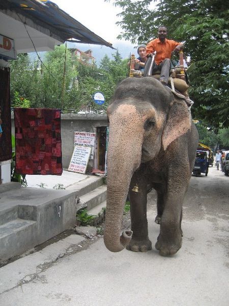 Elephant in Old Manali