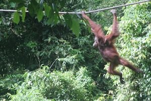 Orangutan in flight