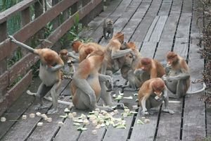 Breakfast at Proboscis Monkey Sanctuary
