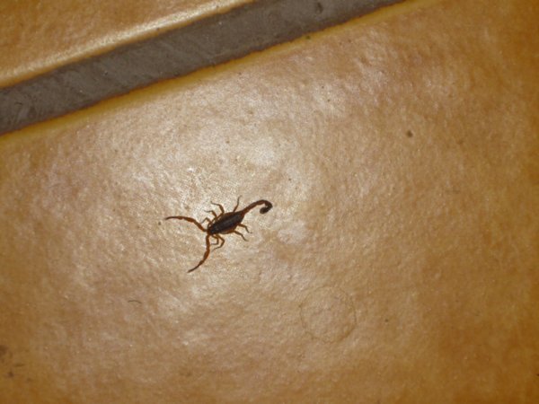 Mini scorpion dans ma chambre