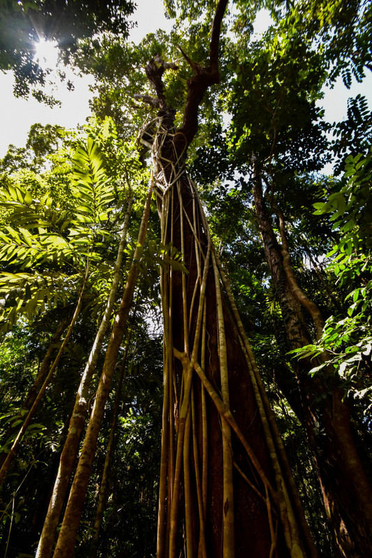 Strangler Fig Daintree Rainforest
