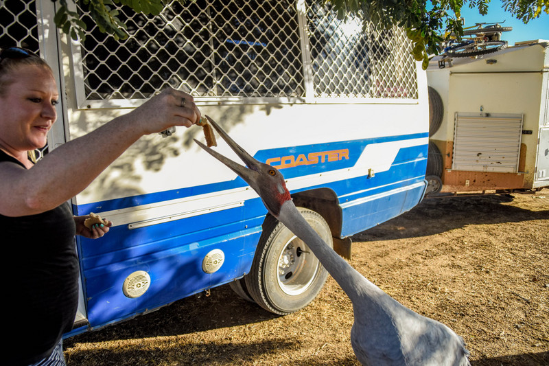 Tab feeding the giant brolga