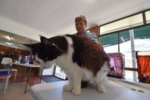 9kg Maine Coon cat Cairns Cat Show