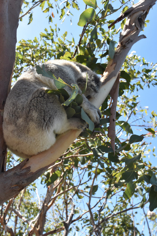 Sleeping koala Magnetic Island