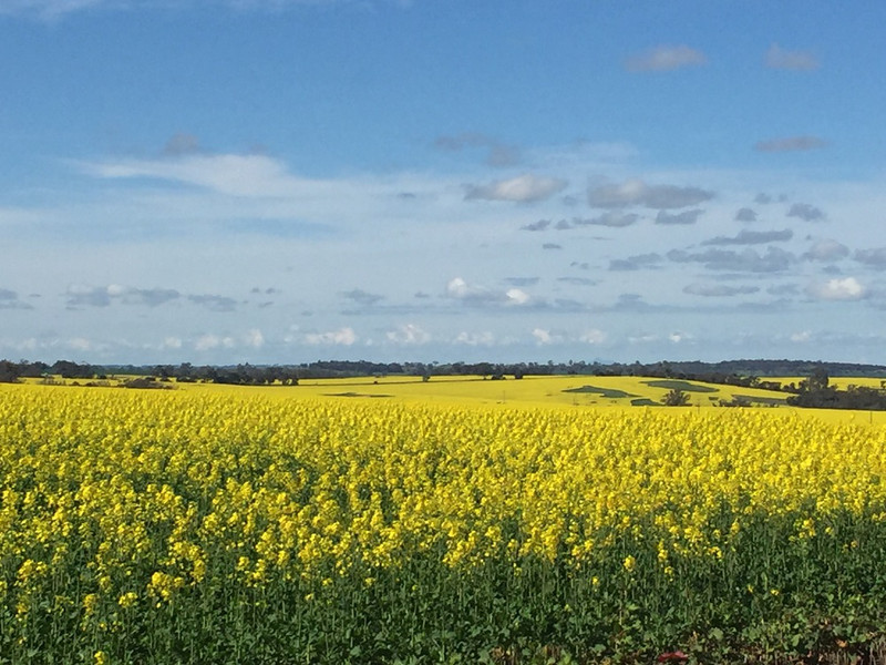 Canola fields forever 