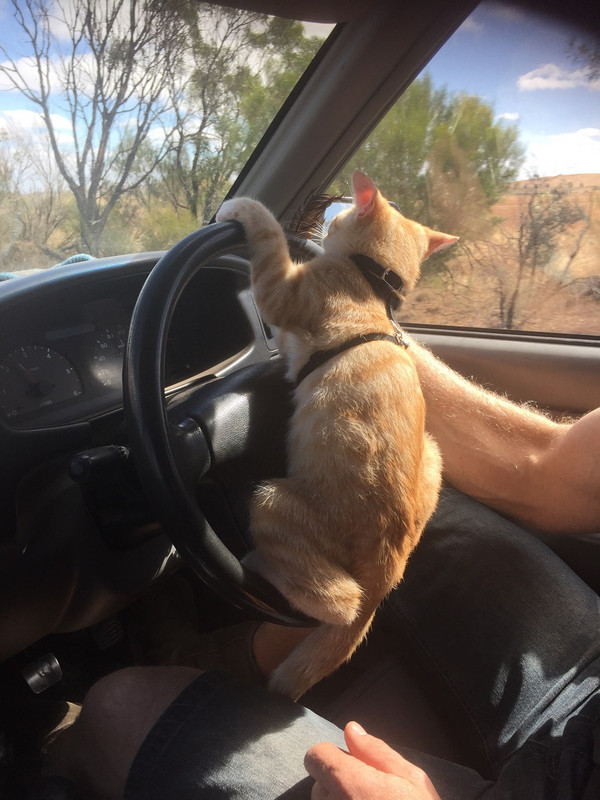 Hamo Learning to drive