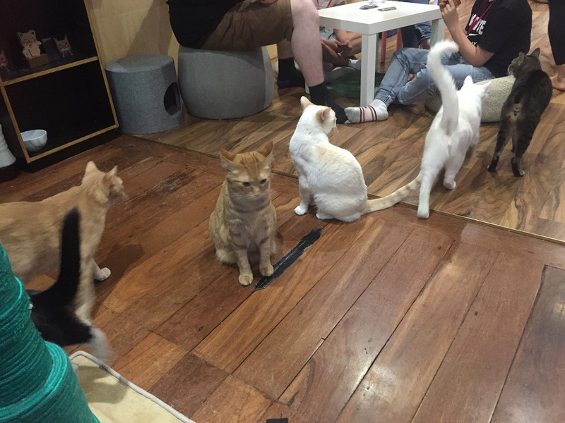 Loving the cat cafe in Perth