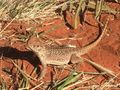 This little guy is a regular at our Finke camp