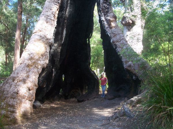 Tab inside the Giant Tingle Tree