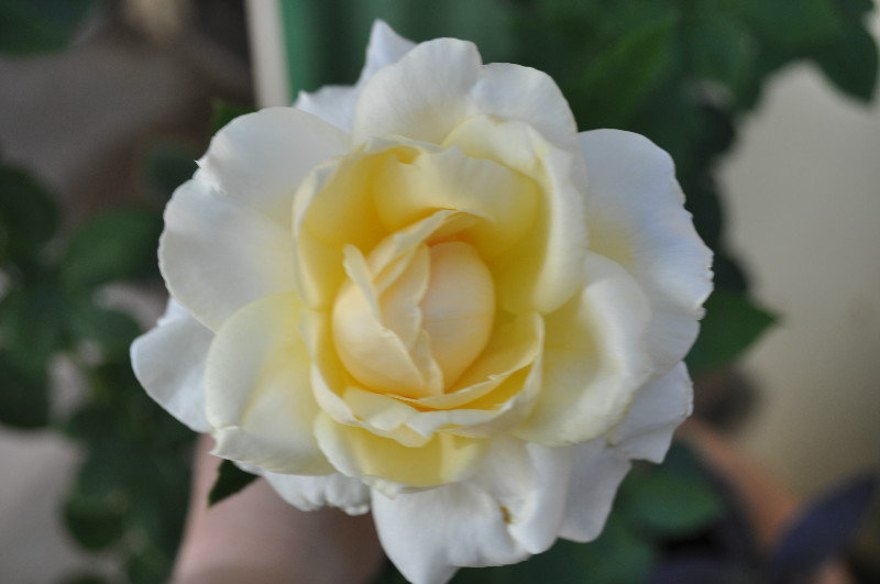 Megg's Rose