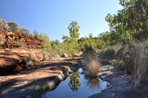 Reflections in Palm Valley