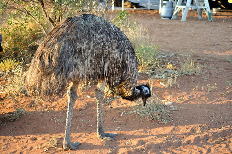 Emu Curtain Springs