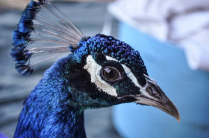 Friendly peacock Kulgera