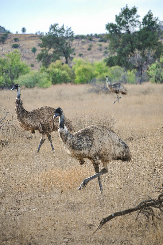 Inquisitive emus
