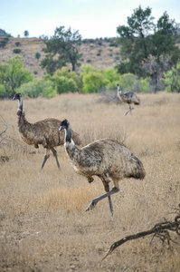 Inquisitive emus