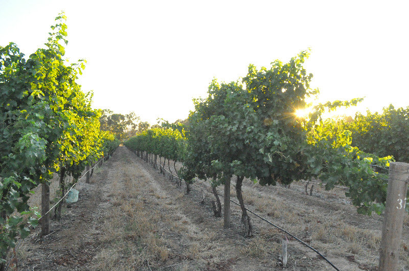 Early morning Pike's vineyard