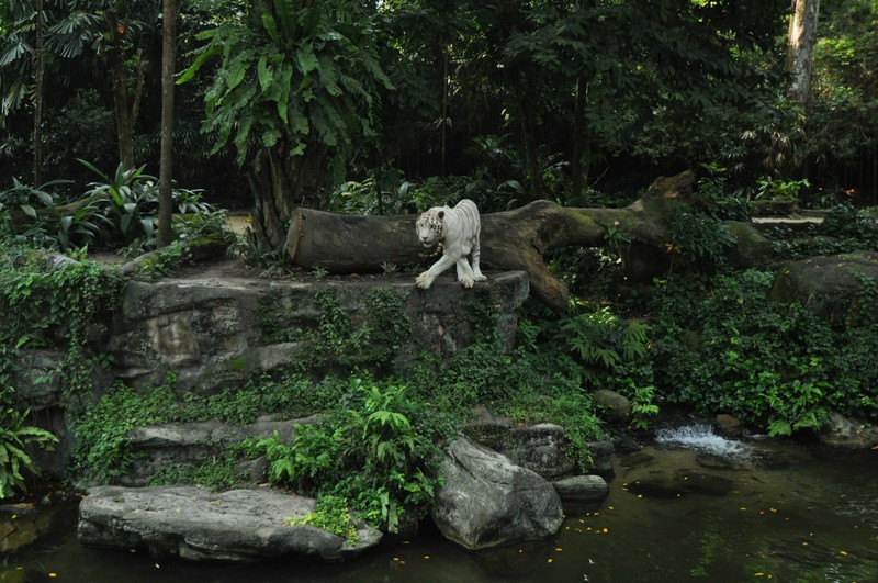 Bengal Tiger Singapore Zoo