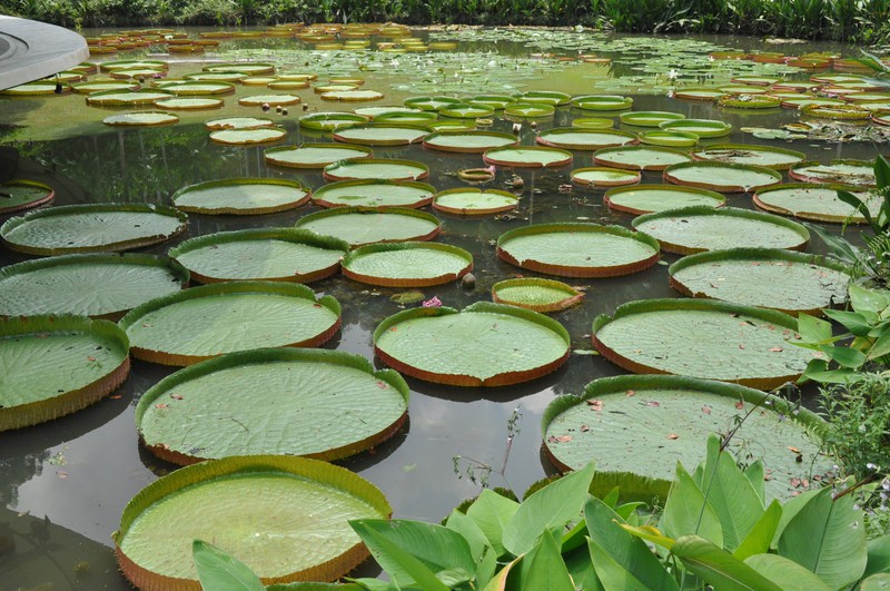 How cool are these Lilypads Botanic Gardens Singapore
