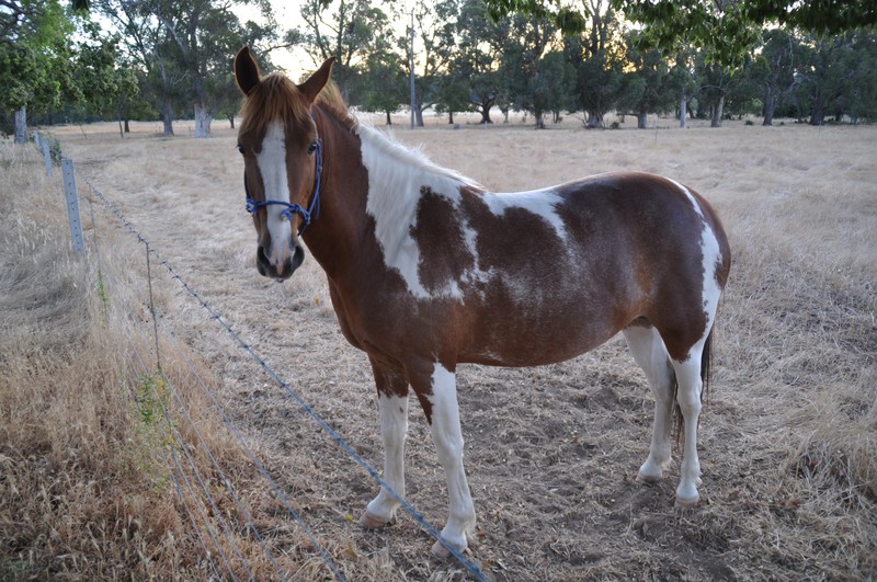Narelle's beautiful pony at Perricoota