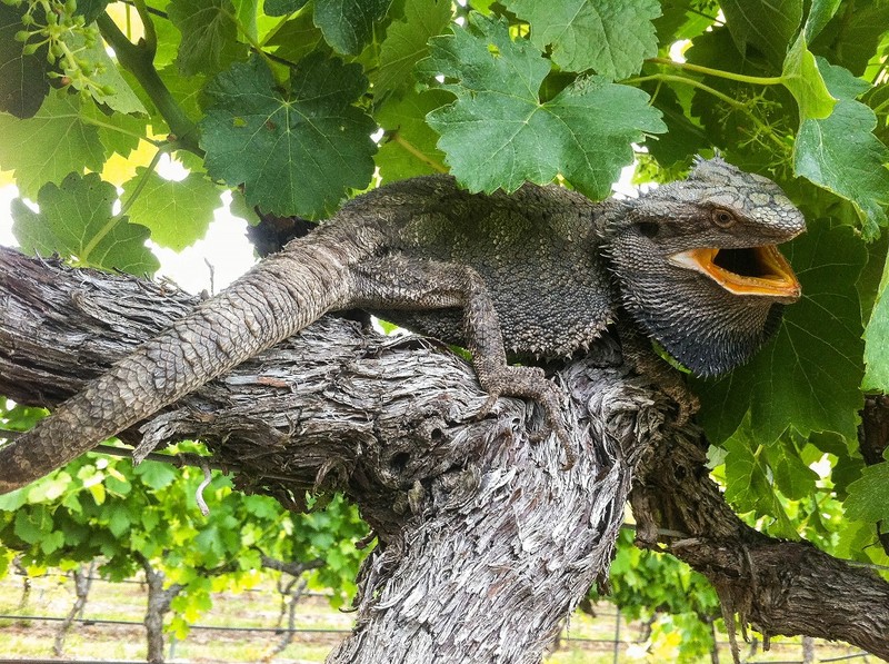 Bearded dragon at Jester Hill Vineyard