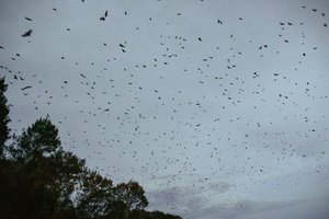 Nightly flight of the Flying Foxes Wingham