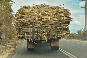 Sugar cane on Fiji Mainland