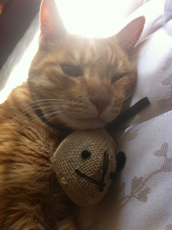 Never too old for a teddy - Bailey and his fave mouse