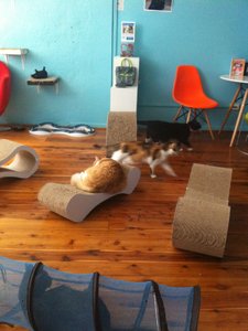 Just a few of the moggies @ the Cat Cafe in Sydney