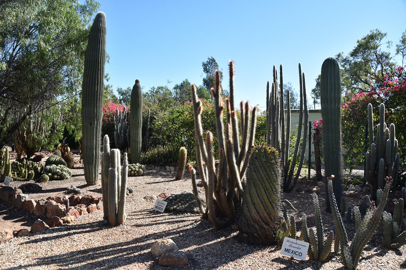 Cactus gardens Lightning Ridge