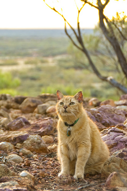 Oscar auditions for Australias next top cat model