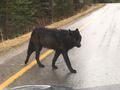 Wolf seen at Banff National Park
