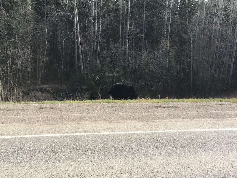 Black bear foraging