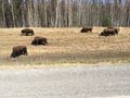 Lots of Buffalo