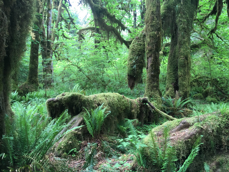 Moss and ferns everywhere in Huh National Rain Forest