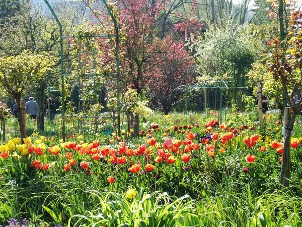 Tulips, Monet's garden, Giverny