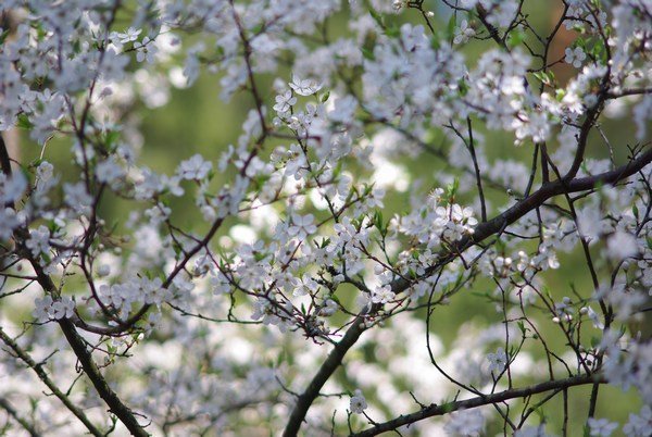 blossom, Arboretum