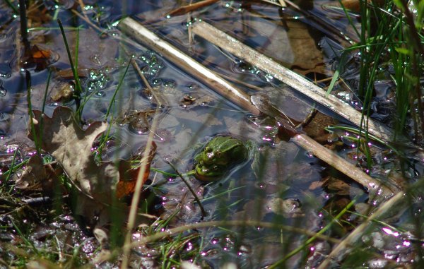 Frogs, Aboretum