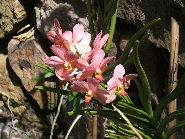 Botanical Gardens,Nevis