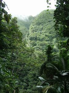 Rainforest slopes, Nevis