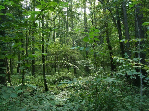 Wild Forest, Bialowieza