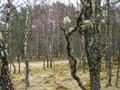 Birch woods, Carrbirdge