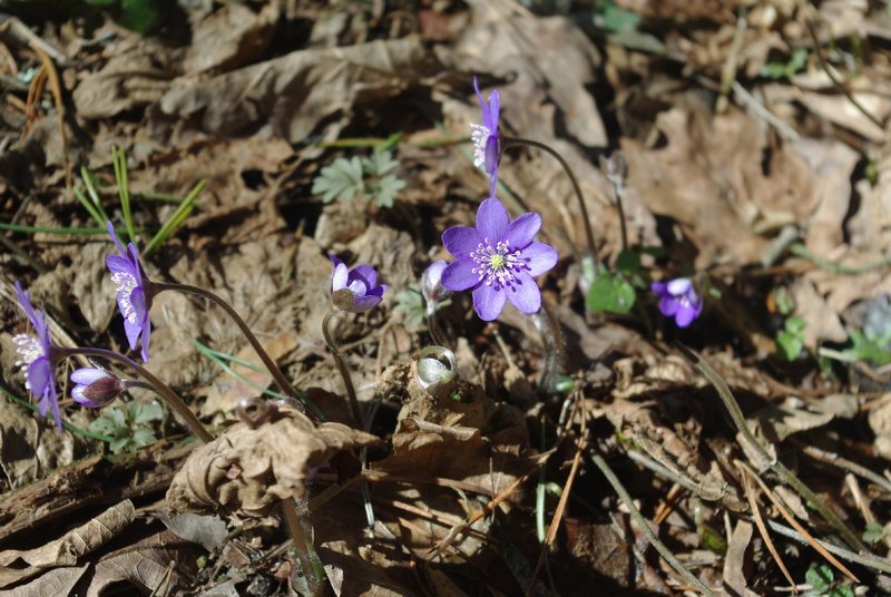 Spring flowers, Knyszyn Forest