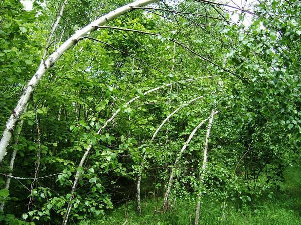 Birches, Knyszyn forest