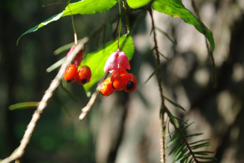 Berries, Knyszyn Forest