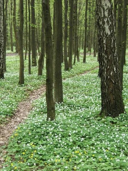 Białystok woods - Spring anemones