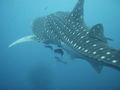Whale shark in the waters of Ko Tao