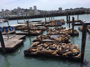 2016-05 Seals (1)