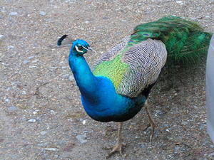 Peacock Blair Atholl