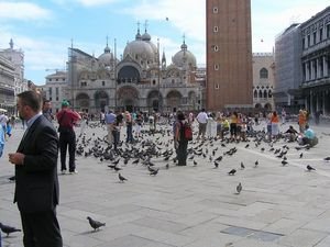 Pigeons - Venice